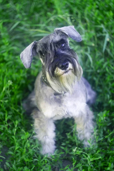 Minyatür bir schnauzer 'ın komik bir portresi.
