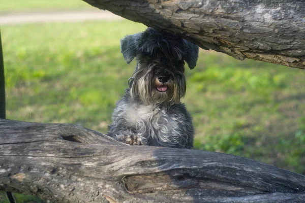 Funny Portrait Miniature Schnauzer — 스톡 사진