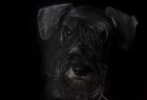 Minyatür bir schnauzer 'ın komik bir portresi.