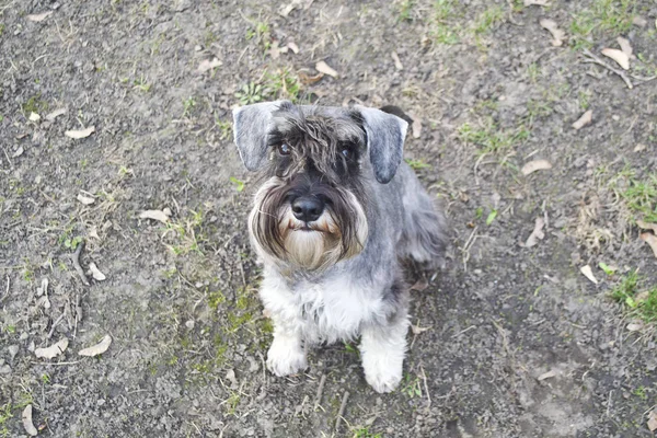 Retrato Engraçado Schnauzer Miniatura — Fotografia de Stock