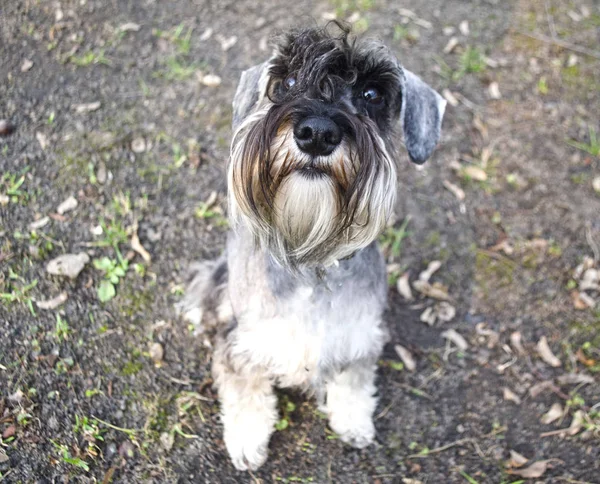 Lustiges Porträt Eines Zwergschnauzers — Stockfoto