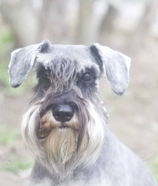 Divertente Ritratto Uno Schnauzer Miniatura — Foto Stock