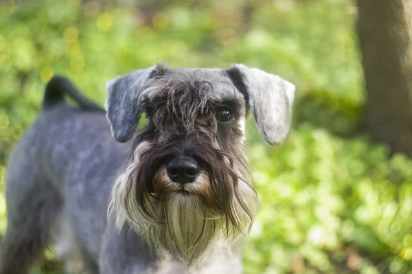 Funny Portrait Miniature Schnauzer — 스톡 사진