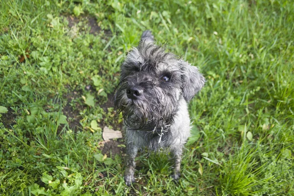 Vicces Portré Egy Miniatűr Schnauzerről — Stock Fotó