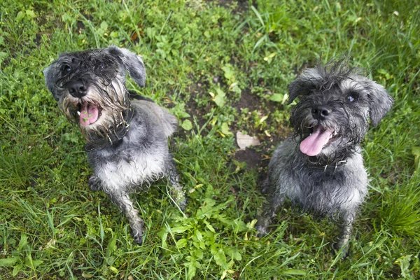 Two Wet Playing Miniature Schnauzer Dog — 스톡 사진