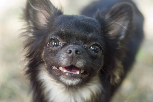 Looking Chihuahua dog funny face