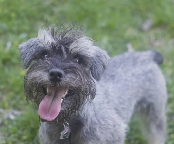 Lustiges Porträt Eines Zwergschnauzers — Stockfoto