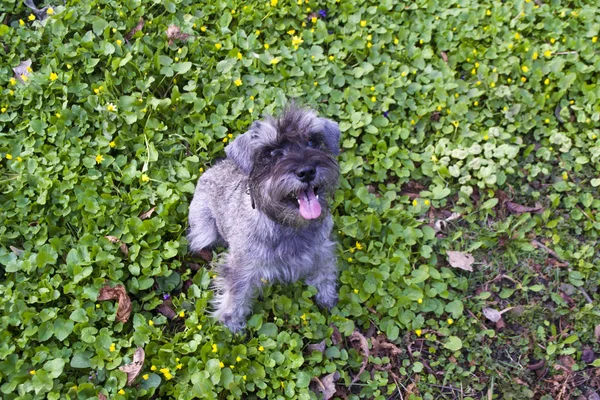 Divertente Ritratto Uno Schnauzer Miniatura — Foto Stock