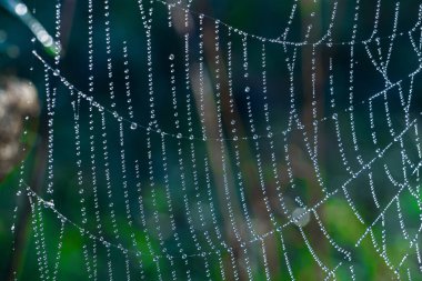 Örümcek ağındaki çiy tanesi