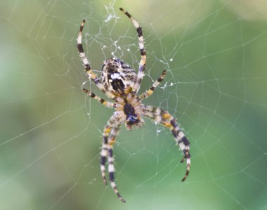 Örümcek Ağ Üzerinde