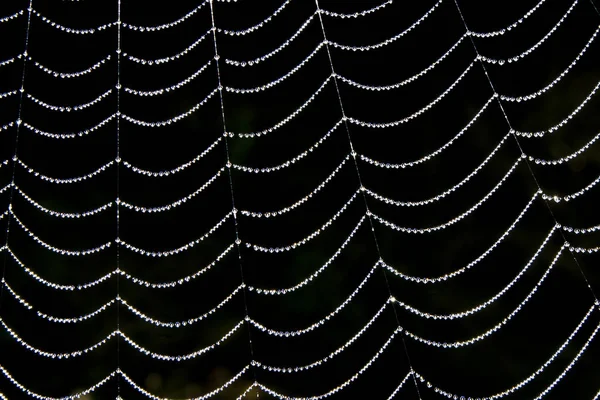 Dew Spider Web — 스톡 사진
