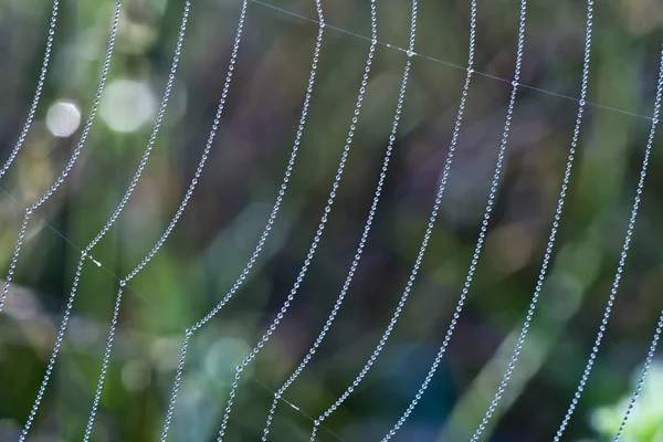 Dew Spider Web — 스톡 사진