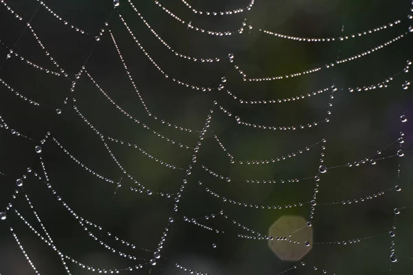 蜘蛛网上的露珠 — 图库照片