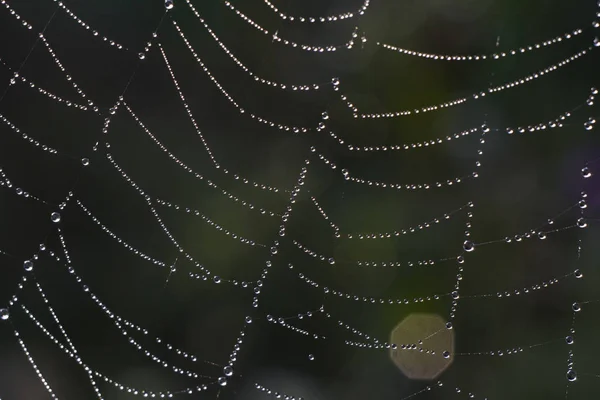 Rocío Tela Araña — Foto de Stock