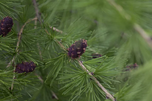 欧洲落叶松 Larix Decidua 的幼枝 色彩艳丽 — 图库照片