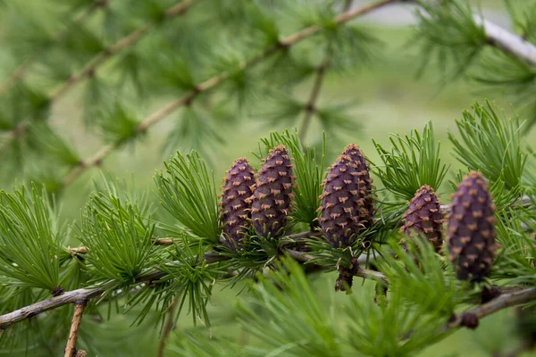 İlkbaharda Avrupa Karaçamı 'ndan (Larix desidua) genç bir dal. Güzel taze renkler.. 