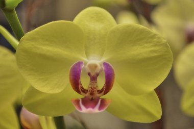 Yellow Orchid in full bloom.