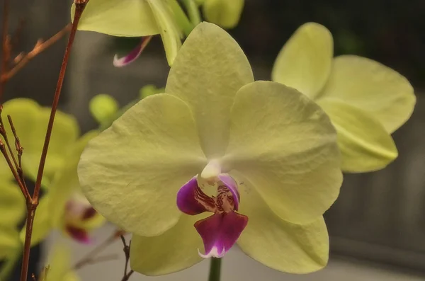 Gelbe Orchidee Voller Blüte — Stockfoto