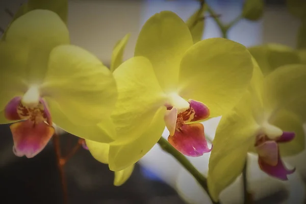 Желтая Орхидея Полном Расцвете — стоковое фото