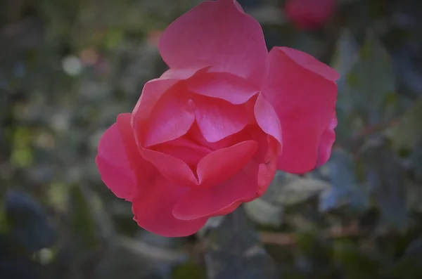 Camellia Half Bloom Found Garden Midtown Atlanta — Stock Photo, Image