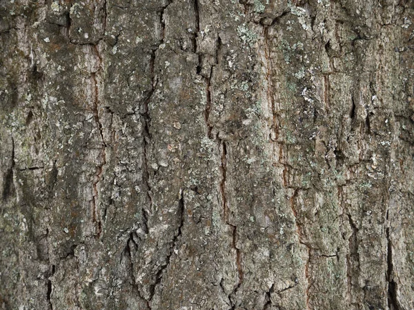 Ağaç kabuğu dokusu