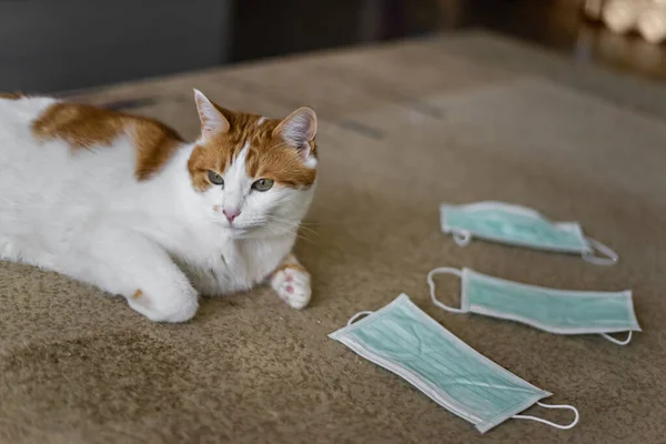 Ginger cat and medical masks. Protection during an epidemic is not only for humans, but also for animals. The cat lies near medical masks. Preventive methods of protection against the virus