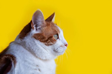 Batan güneşin ışınlarında çiçek açan ağaç. Duvar kağıdı. Uygulamalar için arkaplan.