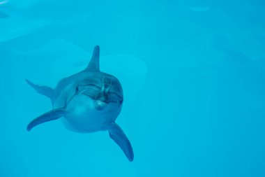 Bakım, rehabilitasyon, banyo, dalış, oyunlar, deniz suyu havuzunda bir yunusla eğlence ve eğlence. Seçici ön ve arka odak noktası, sanatsal ses. Yunuslar, okyanuslar.