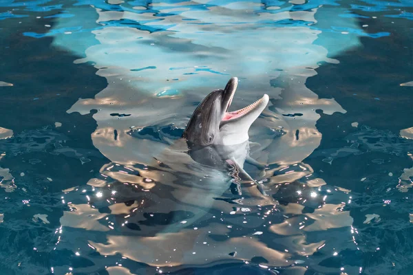 Cuidado Rehabilitación Baño Buceo Juegos Diversión Entretenimiento Con Delfín Una — Foto de Stock