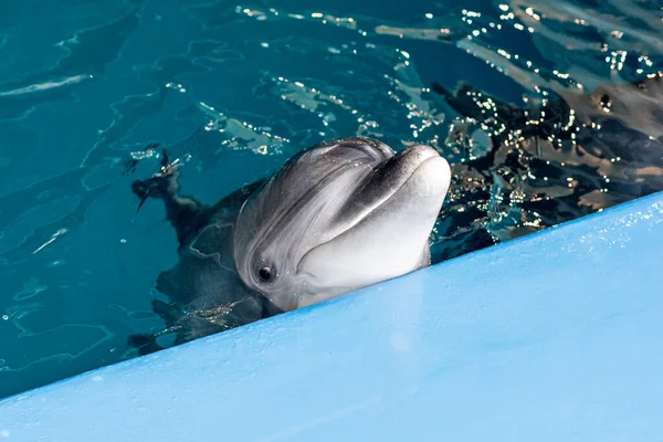 Care, rehabilitation, bathing, diving, games, fun and entertainment with a dolphin in a sea-water pool. Selective front and back focus, artistic noise. dolphinarium, oceanarium.