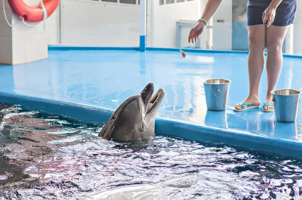 Care, rehabilitation, bathing, diving, games, fun and entertainment with a dolphin in a sea-water pool. Selective front and back focus, artistic noise. dolphinarium, oceanarium.