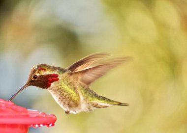 Erkek Anna 'nın sinekkuşu, Calypte Anna, Seattle, Washington yakınlarındaki bir besleyicinin üzerinde geziniyor..