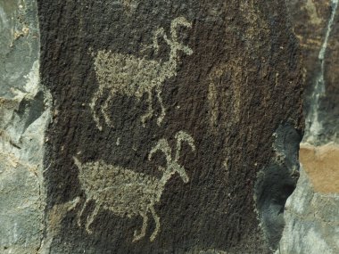 Vantage, Washington yakınlarındaki Gingko Petrified Forest State Park ve Columbia River Gorge 'daki büyük boynuzlu koyunların petroglyph' i..