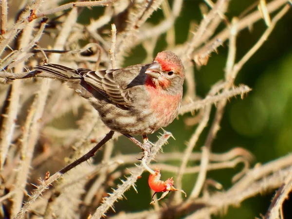 Male House Finch Haemorhous Mexicanus Eating Rose Hip Seattle Washington — 스톡 사진