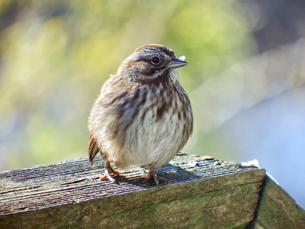 Şarkı serçesi, Melospiza melodisi, Seattle, Washington yakınlarındaki bir çitte dinleniyor..