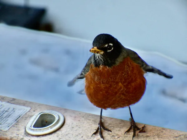 Karda Amerikan bülbülü, Turdus göçmen, kışın Seattle yakınlarında..