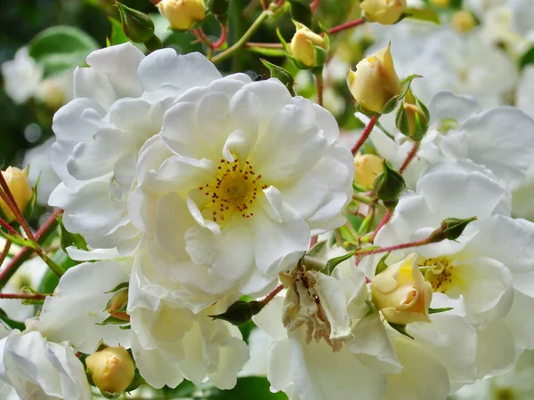 Beyaz ağaçta çiçek açtı Haziran 'da Seattle, Washington yakınlarında.