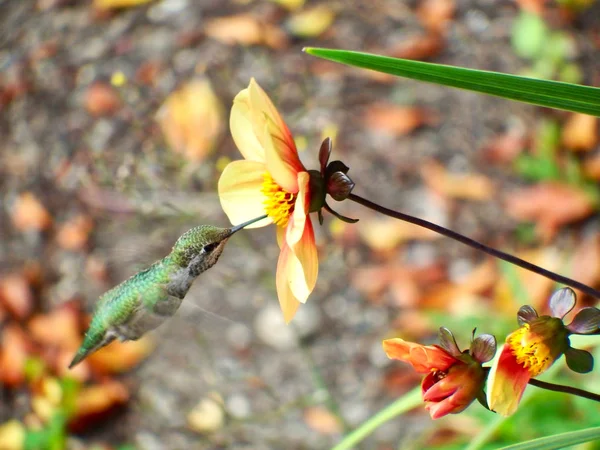Anna 'nın sinekkuşu, Calypte Anna, Seattle, Washington yakınlarında uçan ve beslenen.