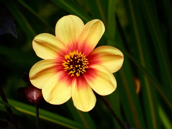 Eylül 'de Seattle, Washington yakınlarında çekilen sarı ve turuncu mignon dahlia çiçeği..