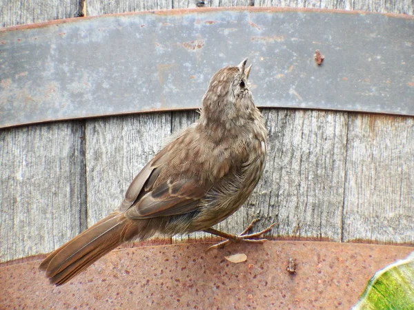 Ağustos 'ta Seattle, Washington yakınlarında bir varilde dinlenen kahverengi kuş..