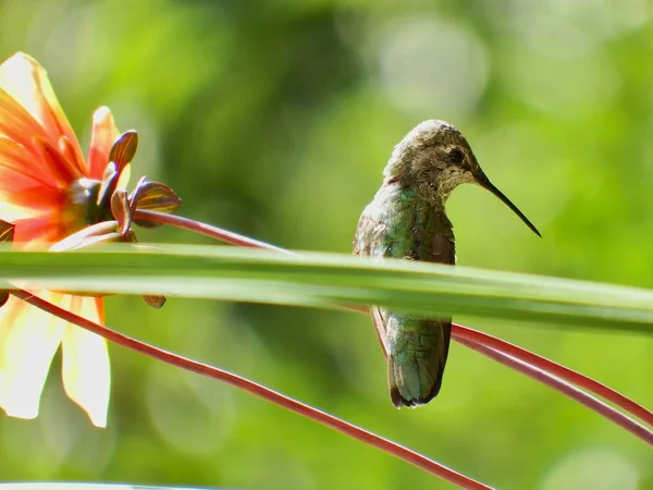 Anna 'nın Hummingbird' ü, Calypte Anna, Seattle, Washington yakınlarındaki bir çiçek sapına tünemişti..