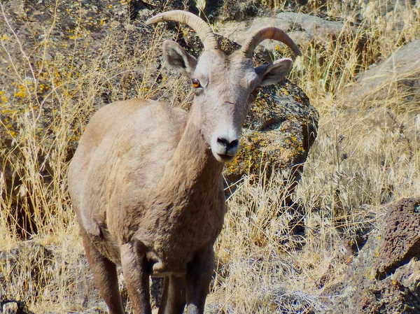 Vantage, Washington yakınlarındaki Gingko Petrified Orman Parkı 'nda büyük bir sürünün ortasında büyük boynuzlu koyun ve bir Eylül öğleden sonra Columbia Nehri Boğazı.