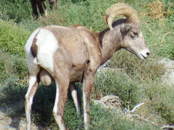Vantage, Washington yakınlarındaki Gingko Petrified Forest State Park 'ta büyük bir sürünün ortasında büyük boynuzlu koyun ve Columbia Nehri Boğazı..