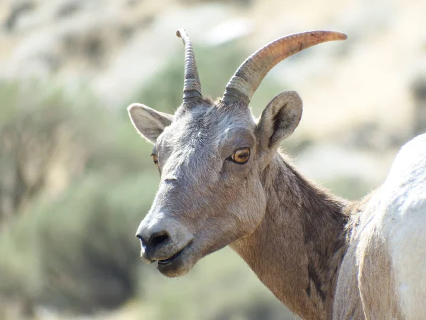 Washington, Vantage yakınlarındaki Gingko Petrified Forest State Park 'taki Big Horn Koyunu güneşli bir sonbahar öğleden sonra.
