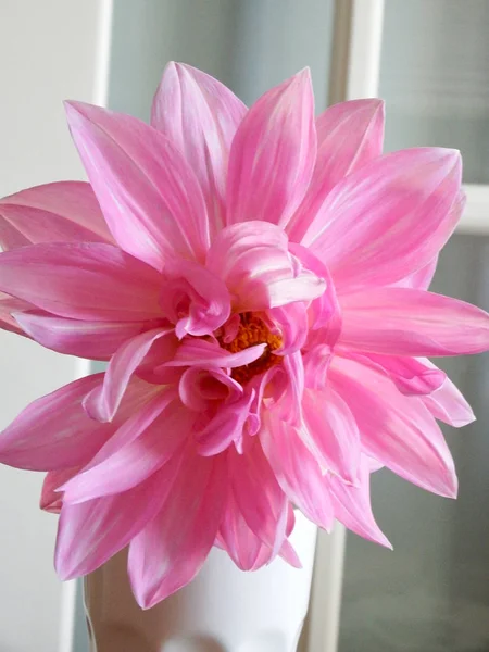 Doğal ışıkta beyaz vazoda pembe yemek tabağı..