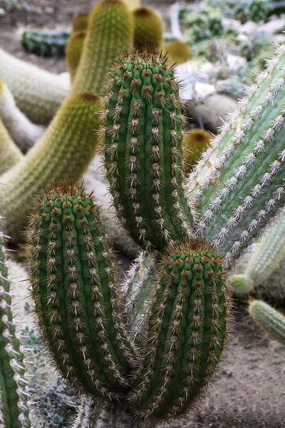 Groene Cactus Met Veel Grote Spikes — Stockfoto