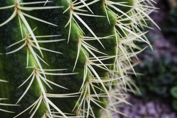 Long Sharp Spines Cactus Macro Photo — 스톡 사진