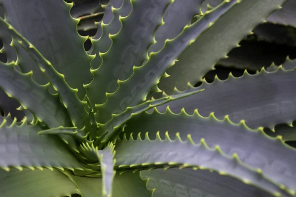 Nahaufnahme Von Aloe Vera Blättern Immergrüne Tropische Pflanze — Stockfoto