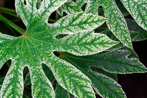 Zweige Mit Großen Grünen Blättern Von Fatsia Japonica Grün Mit — Stockfoto