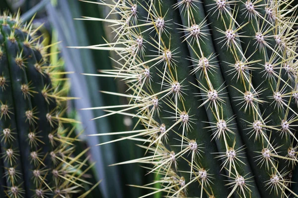 Close Prickly Green Cactus Long Thorns — Stock Photo, Image